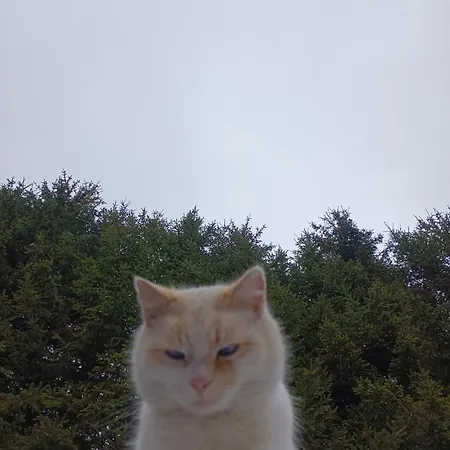 Διαμέρισμα Bokova Nove Hute